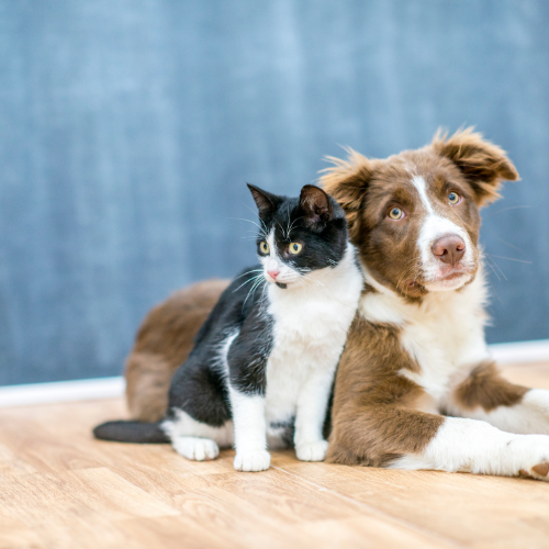 Animaux De Compagnie