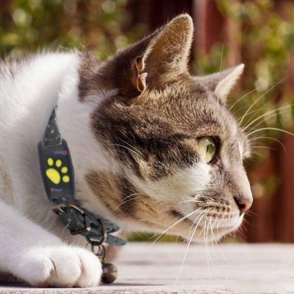 PawTrack | Système de Suivi GPS pour Chats avec Suivi en Temps Réel